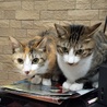 気がつくと同じ布団に寝ている。仲良し人にも甘えん坊兄妹。兄は肩乗りねこ。妹はお客さんにもすりすり。好奇心旺盛。