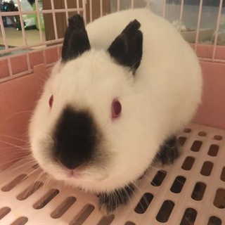 撫でられるの大好きみるくちゃん