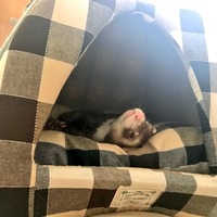 こむぎ