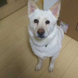 日々成長中★白色和犬ミックス男の子★３歳