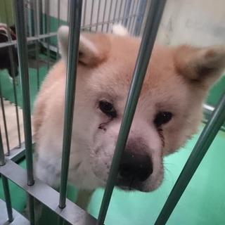 【感謝】保護主様決定！無茶苦茶いい子の秋田君♂