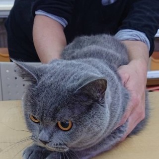 ブリティッシュショートヘアのギフトちゃん