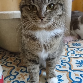 マンチカン長足ちゃん