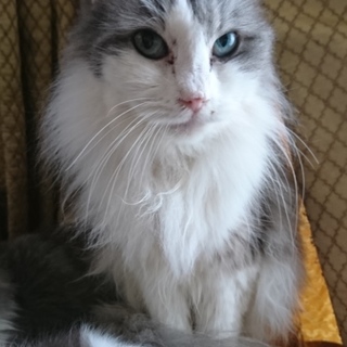 ラグ×ノル   ミックス女の子★