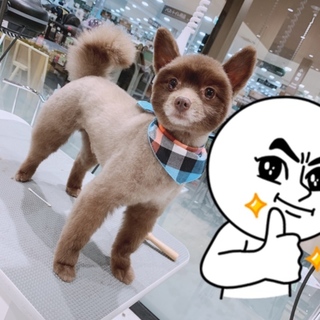 ポメラニアンの男の子です。