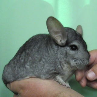 チンチラ　希望者多数のため募集中止