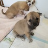 ☆コロコロ甘えん坊仔犬☆男の子 サムネイル2