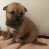☆コロコロ甘えん坊仔犬☆男の子 サムネイル5