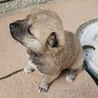 ☆コロコロ甘えん坊仔犬☆男の子 サムネイル4