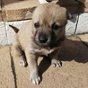 ☆コロコロ甘えん坊仔犬☆男の子 サムネイル3