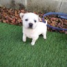 ☆コロコロ甘えん坊仔犬☆女の子 サムネイル2
