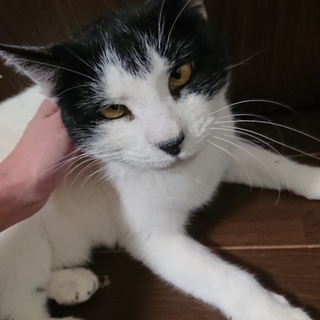 寄り目のぼたもち