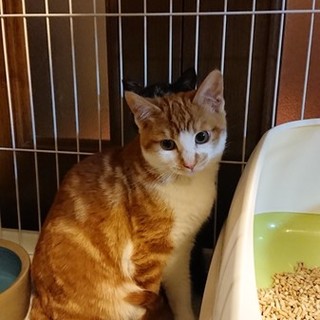 可愛いアメショ風茶白あめ君去勢済み