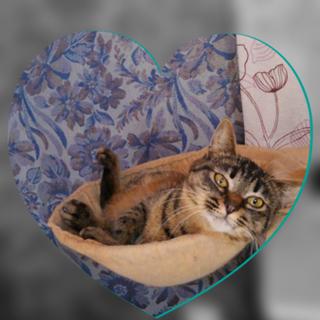 里親様決まりました。