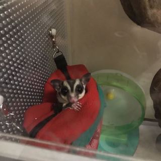 元気なフクロモモンガの男の子