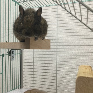 素敵な里親様に巡り会えましたありがとうございました