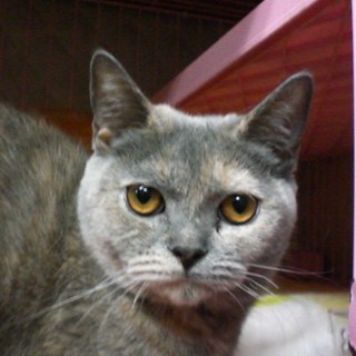 ブリティッシュS☆なるとちゃん☆女の子5歳