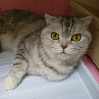 スコF☆しらたまちゃん☆女の子・半折耳・7歳・短毛