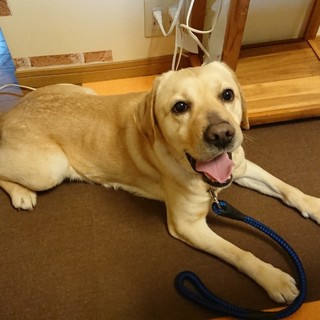 闘病中の飼い主よりSOS、性格花丸のラブラドール