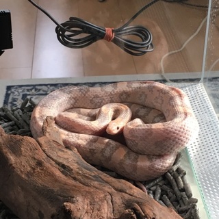 【里親決定】コーンスネーク  ラベンダー  
