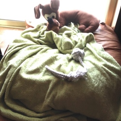 トライアル4日目　友達を日光浴