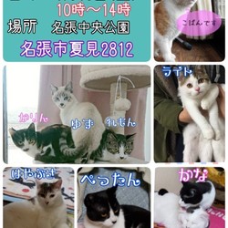 保護猫の譲渡会　
