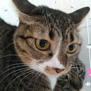 ◆オープンシェルター譲渡会参加◆めろぉ◆