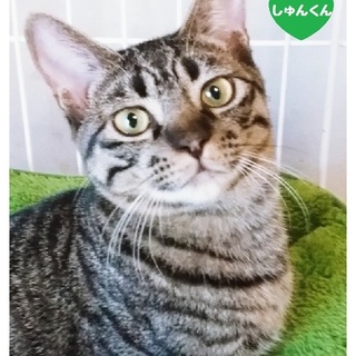 ◆オープンシェルター譲渡会参加◆しゅんくん◆