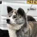 虎毛の秋田犬6歳メス里親さん募集