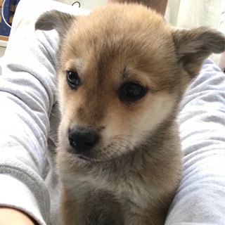4/6・7銀座で譲渡会　2ヶ月子犬