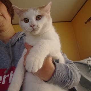 マンチカン長足男の子