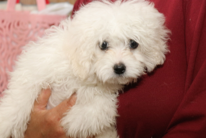 可愛い子犬 山口県 犬の里親募集 ペットのおうち 月間利用者150万人