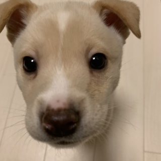 8週 男の子 賢い甘えたさん ペッパーくん