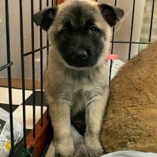 生きる運命に出逢った子犬の幸せを！