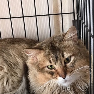 シャイボーイの長毛美猫です。