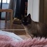 ヒカリ。