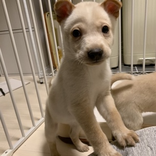 甘えた男の子 おっとりソルトくん