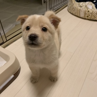 甘えた 男の子 8週 シュガーくん