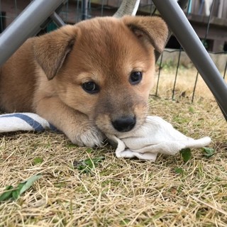 フレンドリーなモモちゃん ２ヶ月