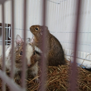 デグー里親募集中