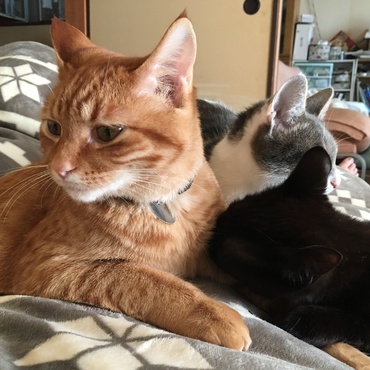 朝起きるとお腹の上に3匹…重い…けど…幸せ(●´ω｀●)