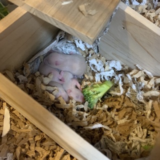 キンクマ ハムスター里親募集