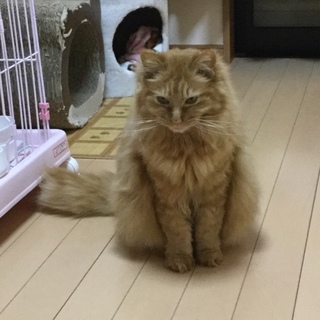 ふわふわパセリちゃん