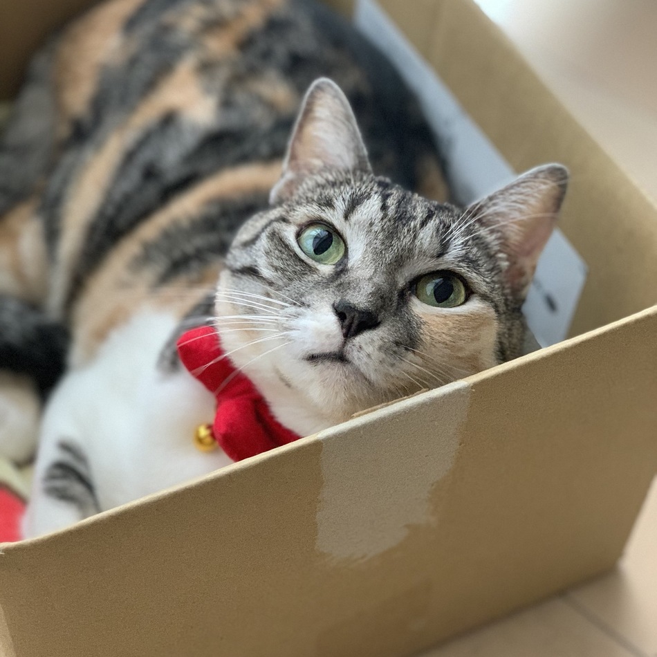 ぽんずのカバー写真