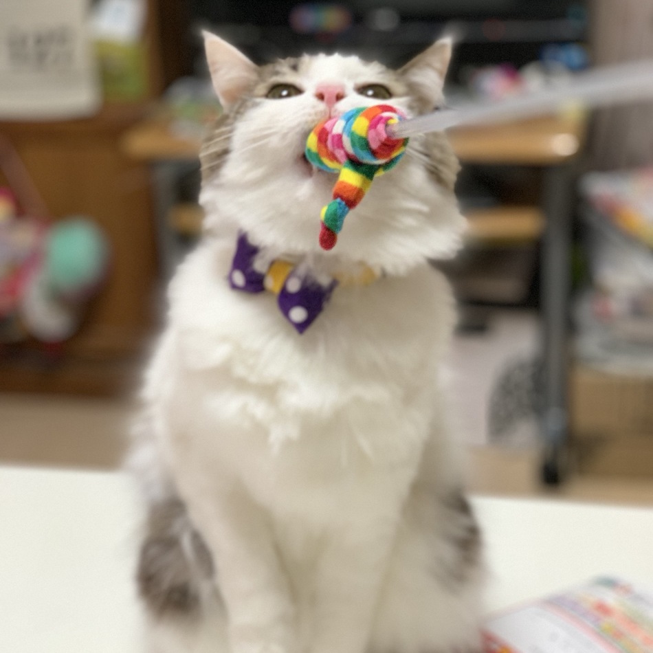 もものカバー写真