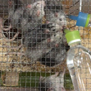 ファーシーラット30年10月25日産まれ