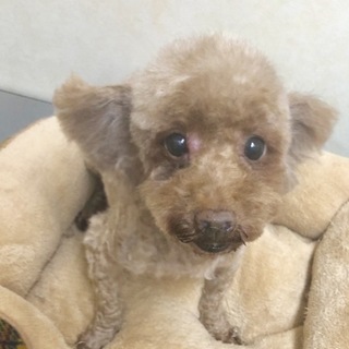 トイプードルのチャーリーちゃん。