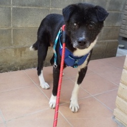 野犬とチャレンジの日々！