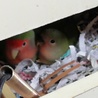 2019年10月生まれ元気なコザクラインコ雛 サムネイル6