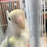 まり